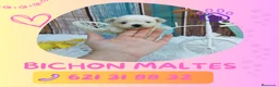 Bichón Maltés perros en venta: Bichón maltés enano 🎀 - Anuncio 1