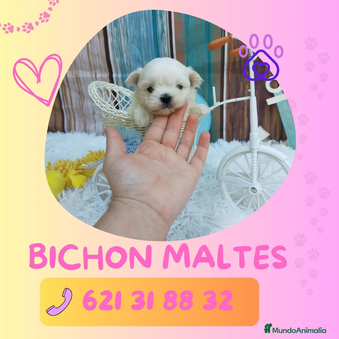 Bichón Maltés perros en venta: Bichón maltés enano 🎀 - Anuncio 1
