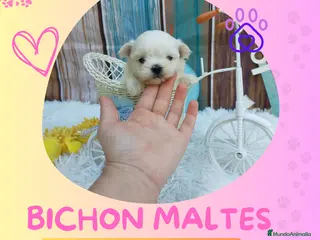 Bichón Maltés perros Bichón maltés enano 🎀 - Anuncio 2