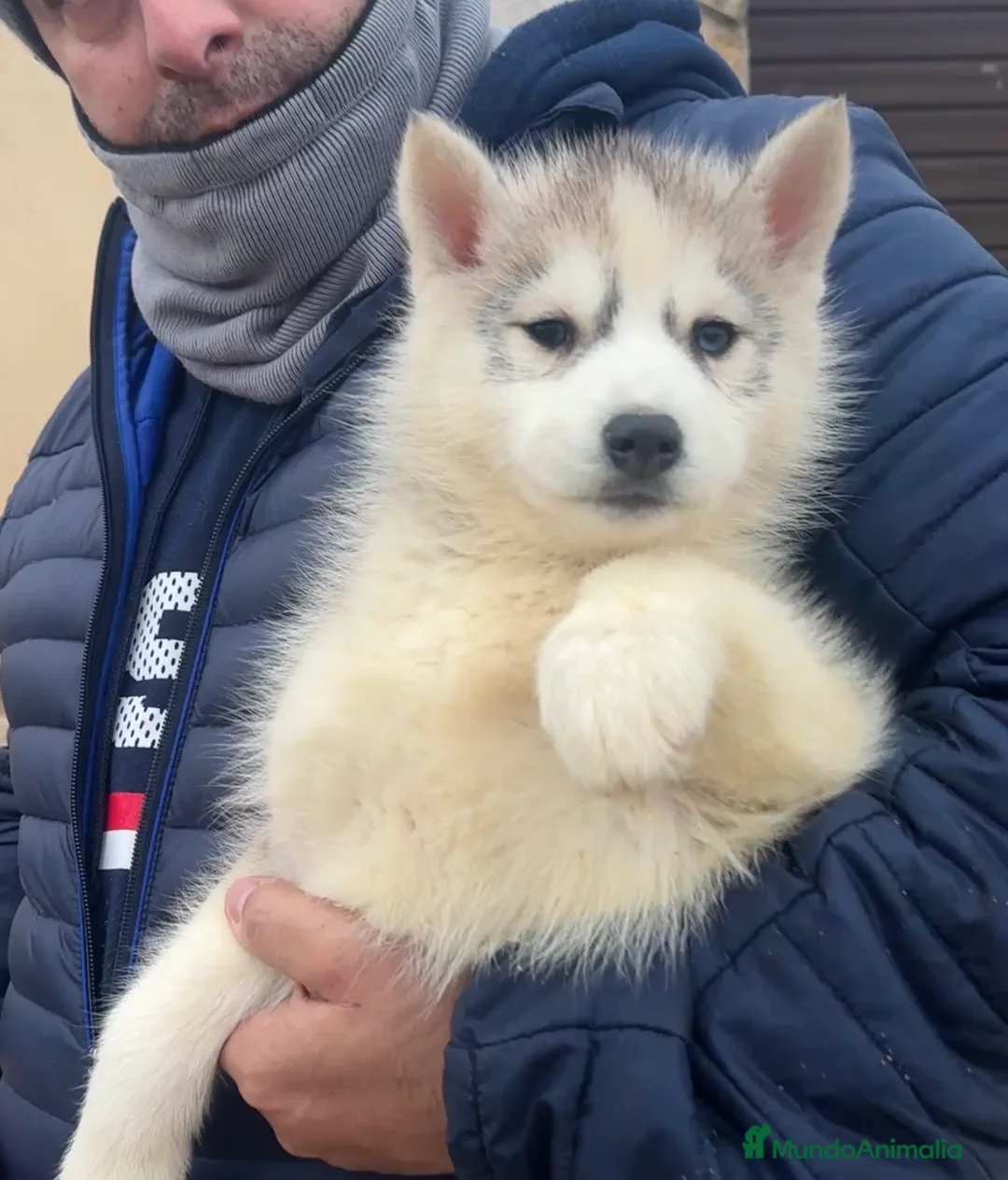 Husky Siberiano perros en venta: Husky siberiano - Anuncio 4