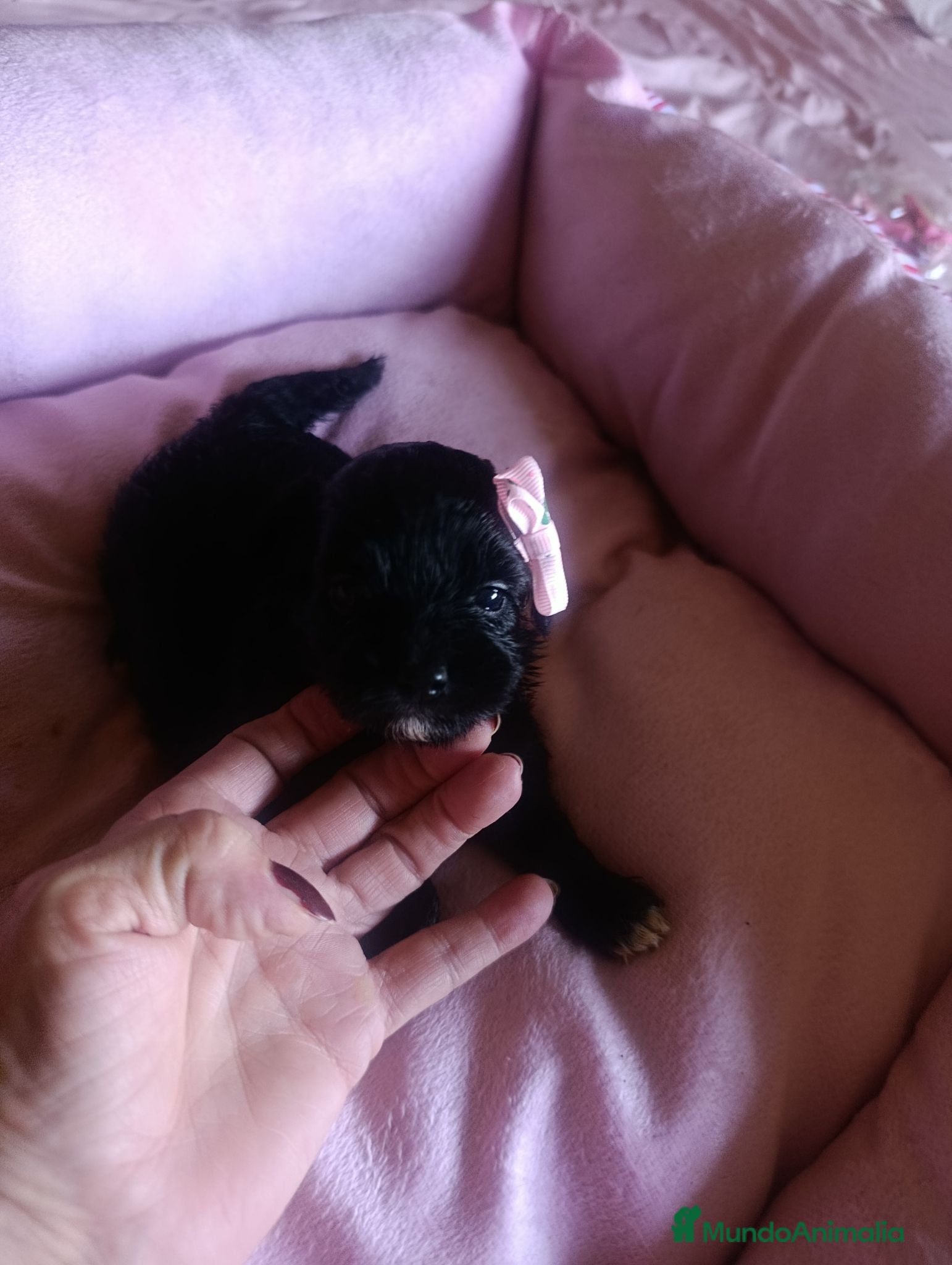 Maltipoo perros MALTIPOO HEMBRA NEGRA EXCLUSIVA - Anuncio 1