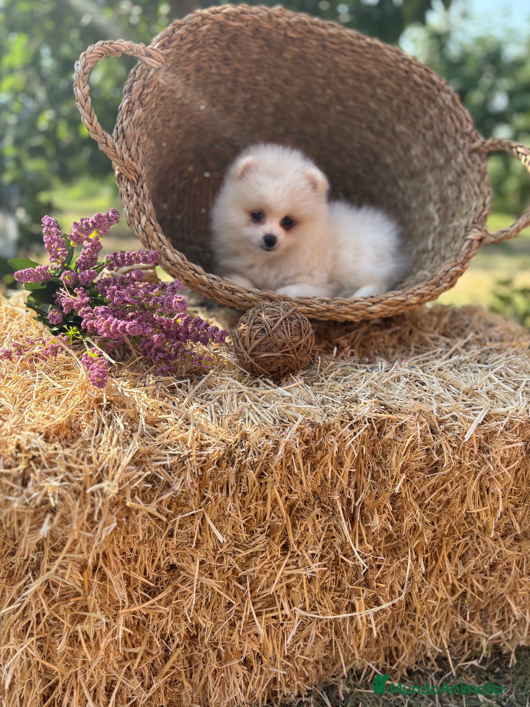 Pomerania perros en venta: Pomerania muy bonitos  - Imagen 7