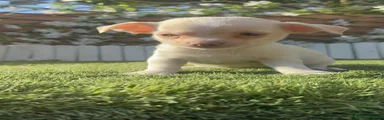 Chihuahua 1
