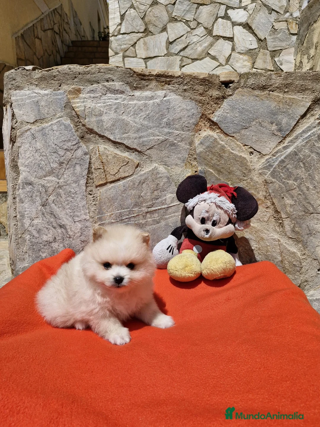 Pomerania perros en venta: Lulú de Pomerania  en Barcelona - Anuncio 5
