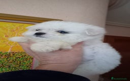 Bichón Maltés perros en venta: BICHÓN MALTES MINI - Imagen 4