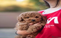 Caniche Toy perros en venta: Caniche toy - Imagen 2