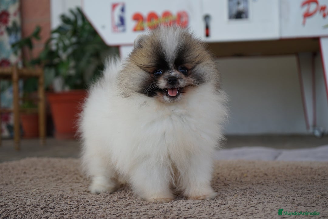 Pomerania perros en venta: 🐾🔥 Mini leones listos para rugir 🎯 - Imagen 1