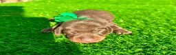 Teckel Miniatura perros en venta: TECKEL MINI  - Anuncio 2