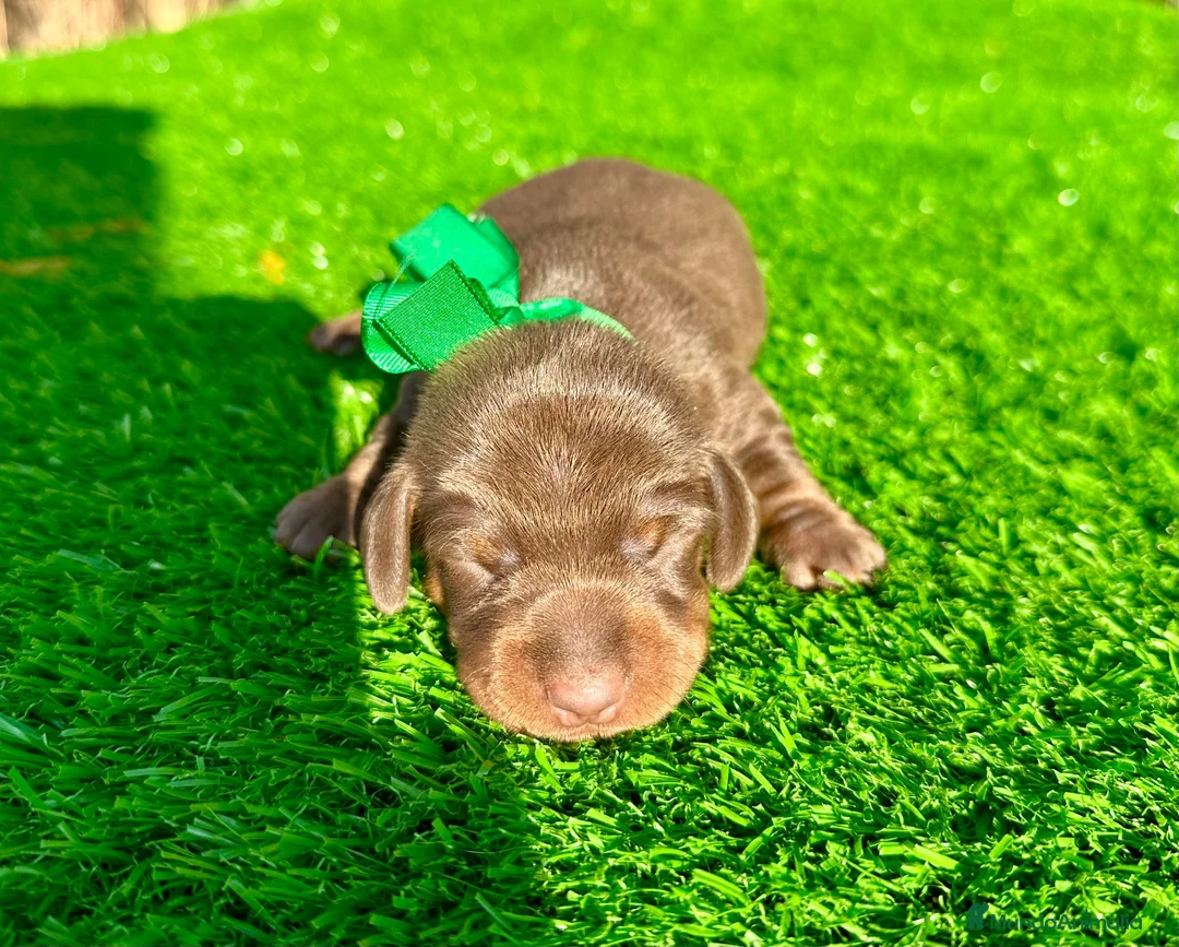 Teckel Miniatura perros en venta: TECKEL MINI  - Anuncio 2