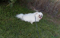 Pomerania perros en venta: Pomerania toy - Imagen 4