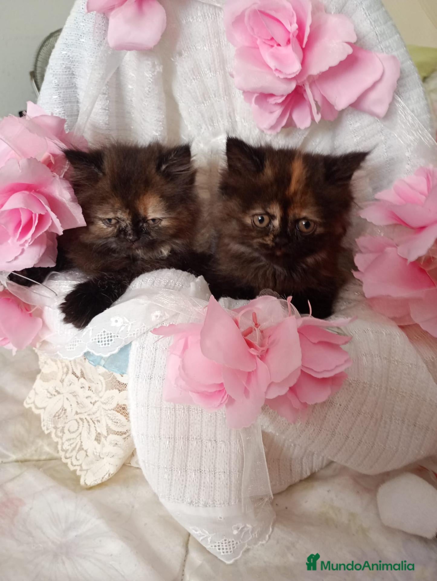 Persa gatos Disponible persa himalayo una pareja - Anuncio 1