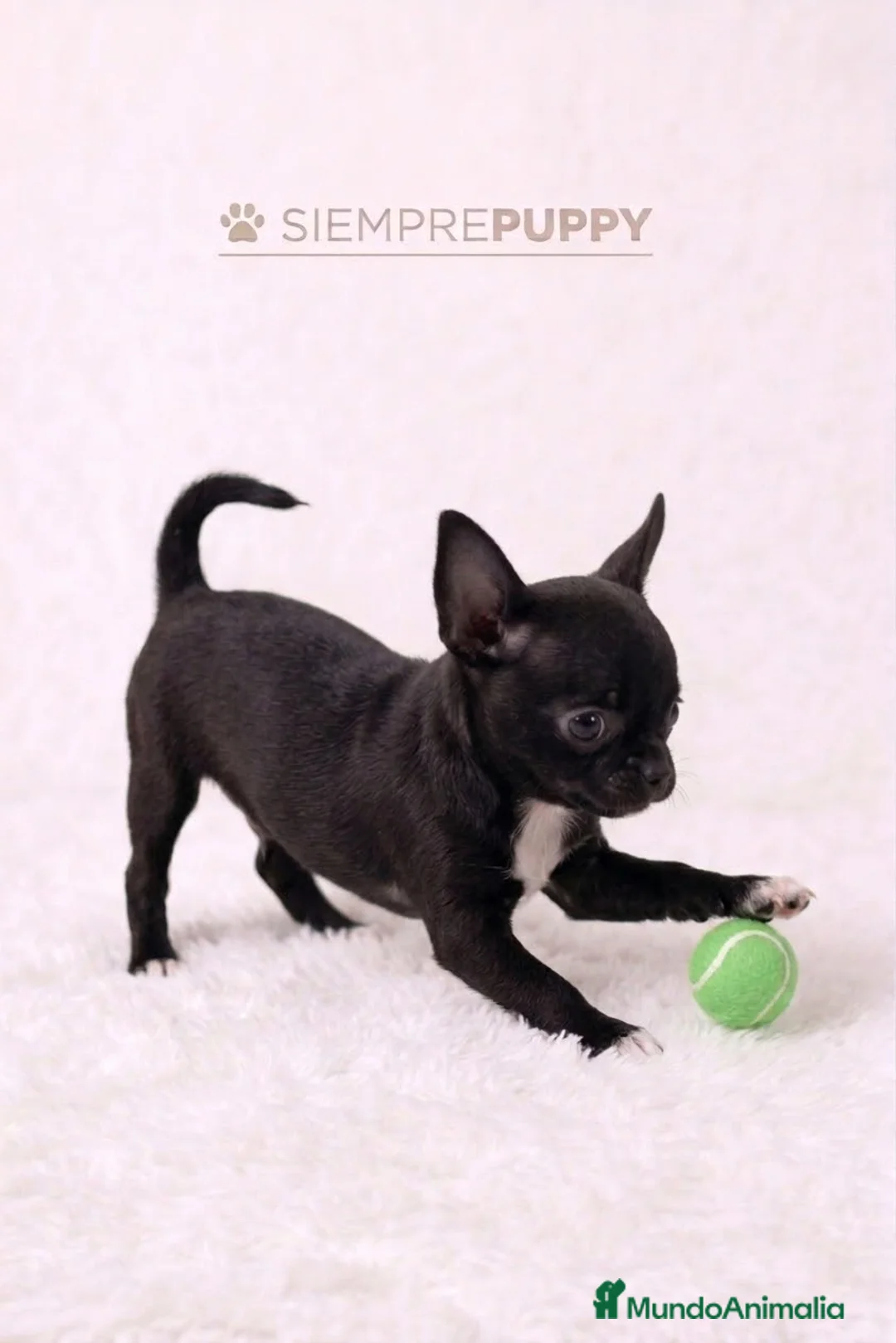 Chihuahua perros en venta: CHIHUAHUA MINI TOY HEMBRA - Anuncio 2