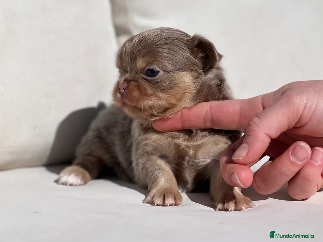 Chihuahua perros en venta: ESPECTACULAR HEMBRA TRICOLOR LILAC PELO LARGO - Anuncio 2