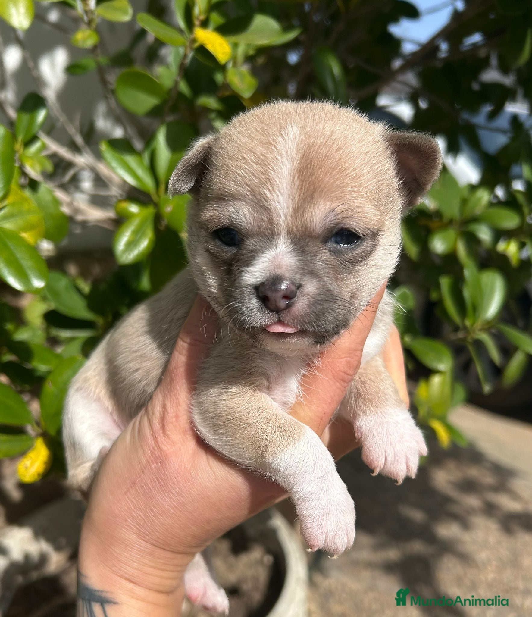 Chihuahua perros Chihuahua - Anuncio 13