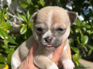 Chihuahua perros Chihuahua - Anuncio 13