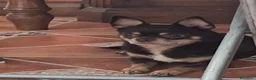 Chihuahua perros en venta: Cachorros de chihuahua mini Toy  - Anuncio 1