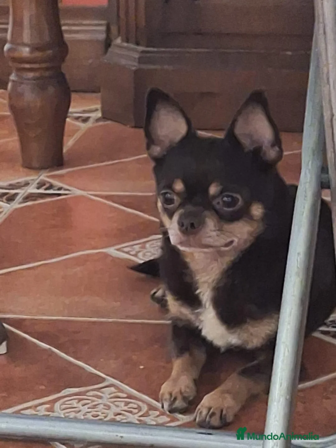 Chihuahua perros en venta: Cachorros de chihuahua mini Toy  - Anuncio 1