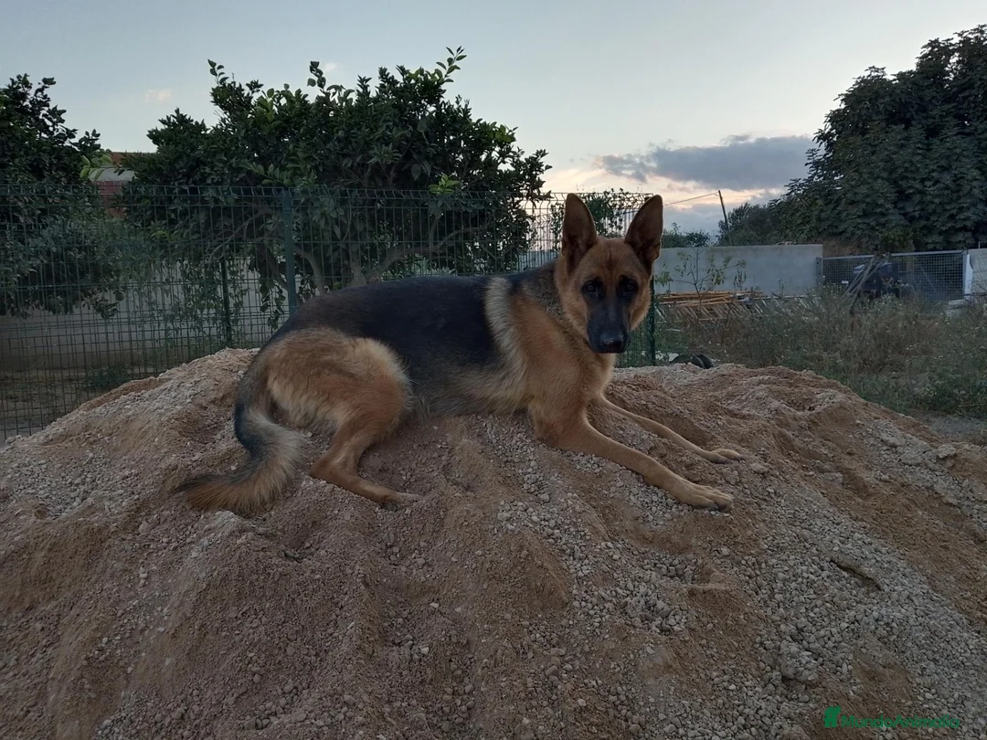 Pastor Alemán perros en venta: Cachorros pastor aleman - Anuncio 1