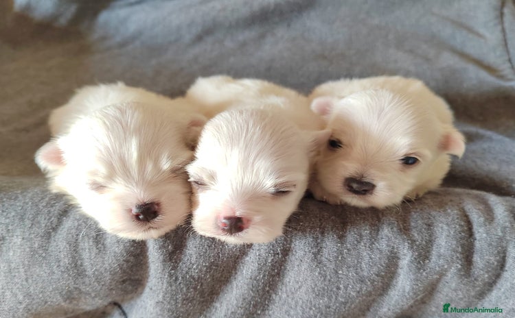 Bichón Maltés perros - Anuncio 6