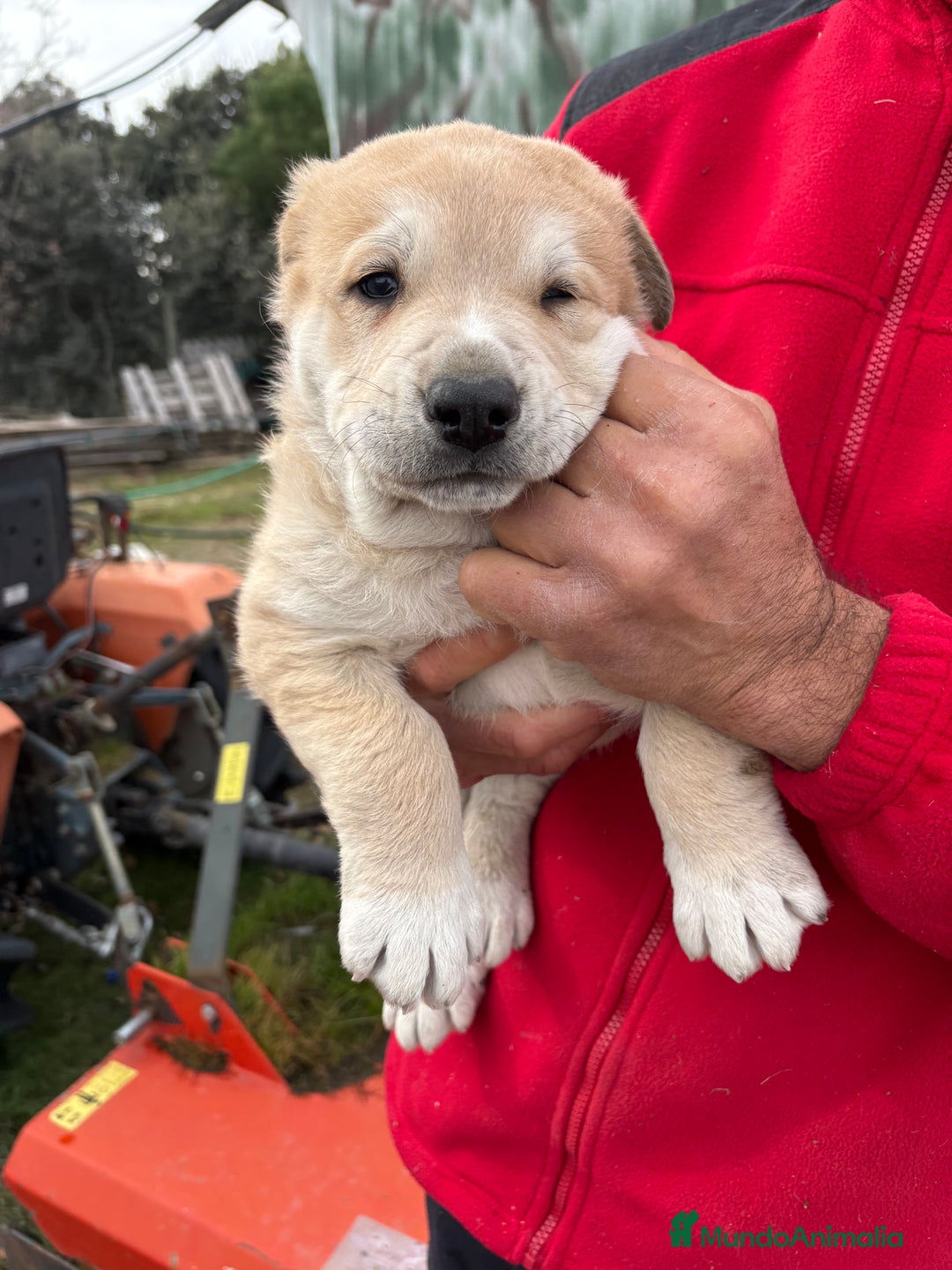Mastín Español perros en venta: Macho mastín Español cachorro - Anuncio 13