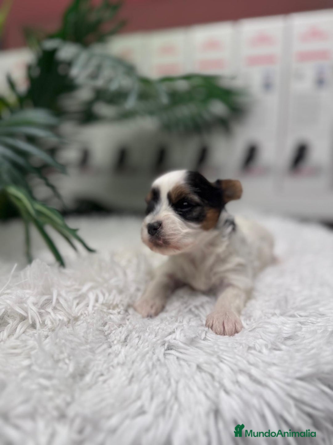 Yorkshire Terrier perros en venta: YORKSHIRE BIEWER - Anuncio 2