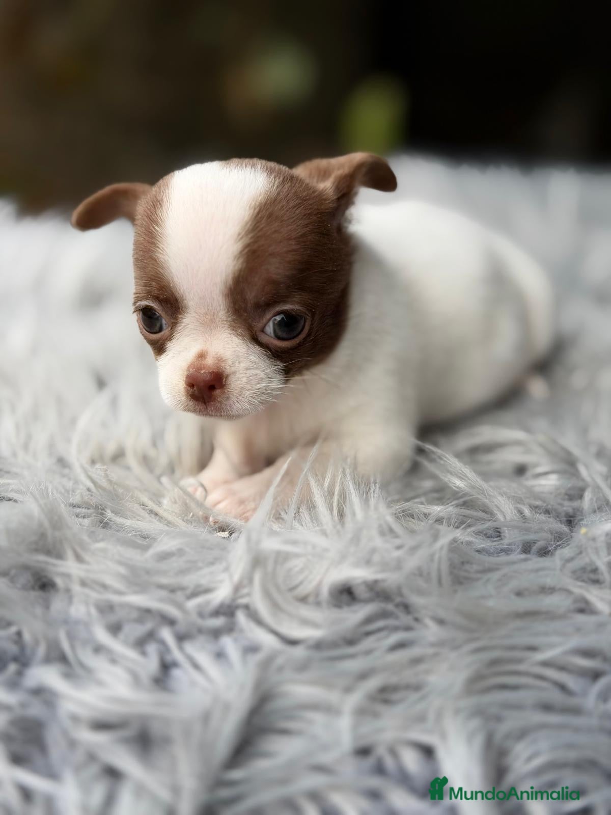 Chihuahua perros CHIHUAHUA MINI BICOLOR - Anuncio 1