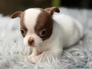Chihuahua perros CHIHUAHUA MINI BICOLOR - Anuncio 1
