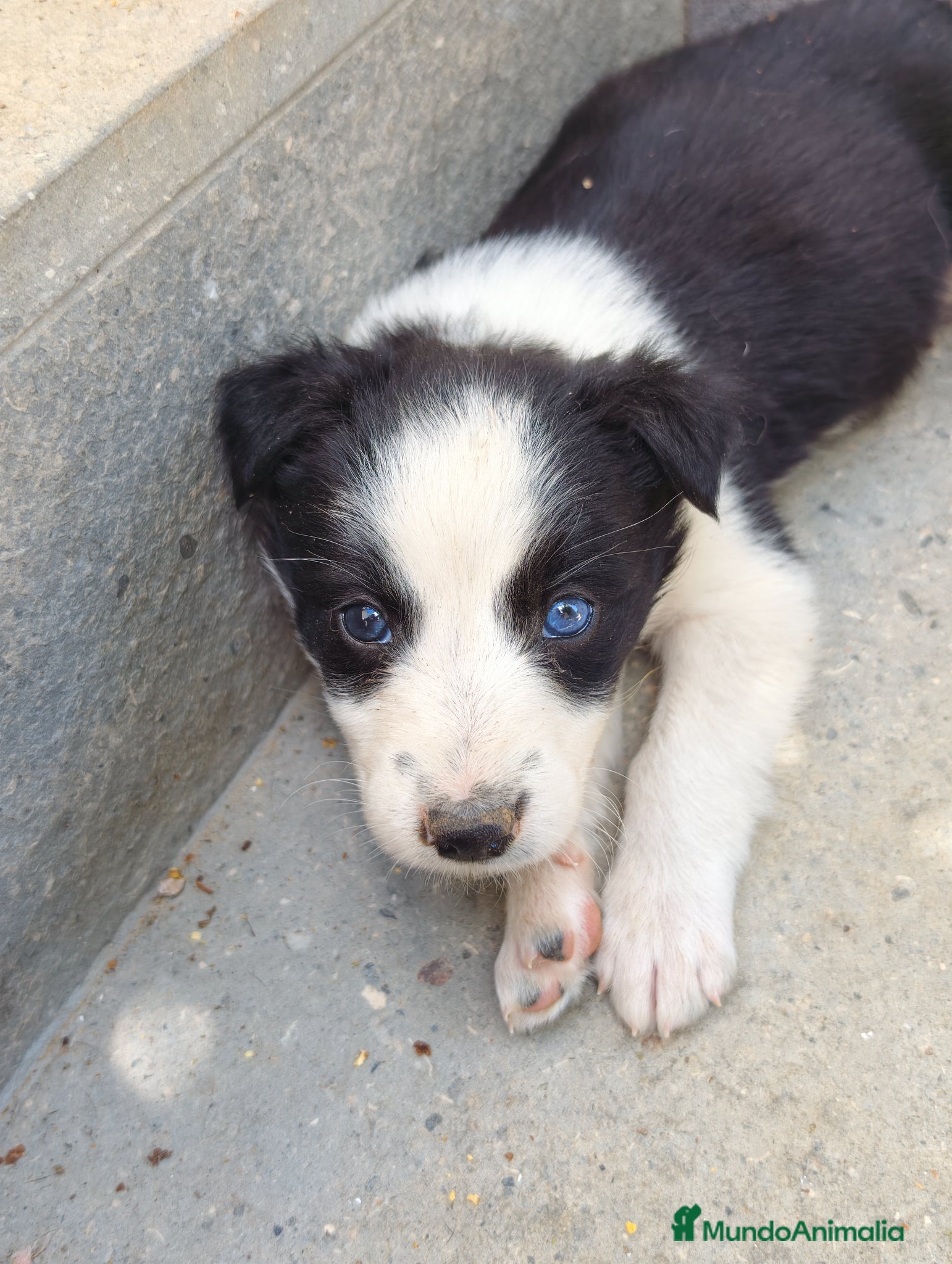 Border Collie perros Border collie bicolor  - Anuncio 5