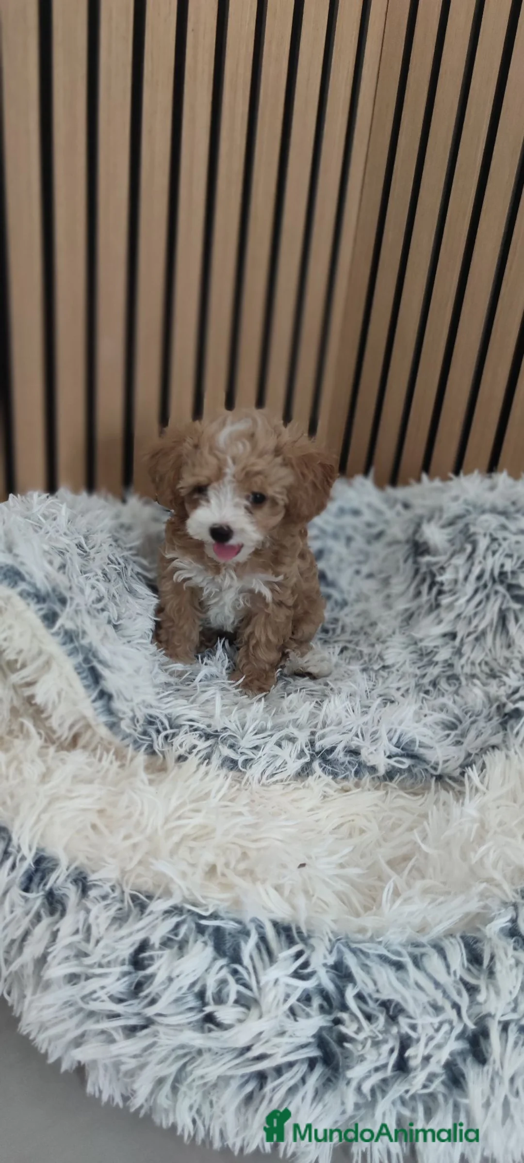 Maltipoo perros en venta: Maltipoo Toy disponibles Macho y Hembra  - Anuncio 2