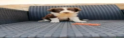 Border Collie perros en venta: Borde collie - Anuncio 3