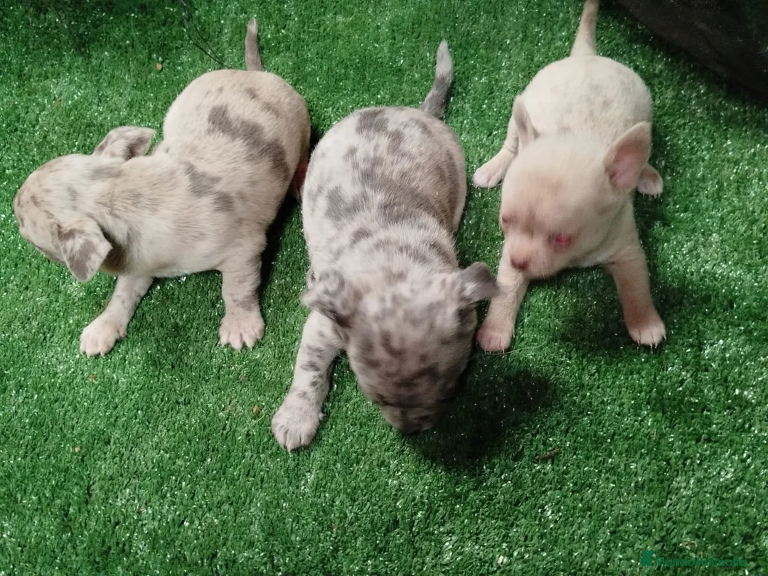 Chihuahua perros en venta: Espectacular camada de  chihuahuas  - Anuncio 2