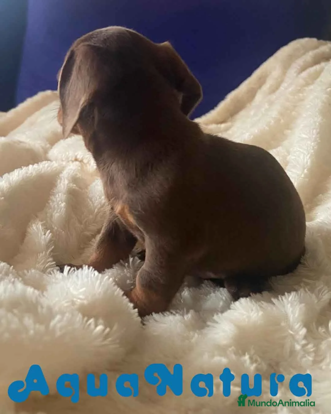 Teckel Miniatura perros en venta:  Teckel Macho de Kily y Tilo 1884 AQUANATURA en Barcelona - Anuncio 10