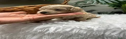 Caniche Enano perros en venta: CANICHE ENANO - Anuncio 6