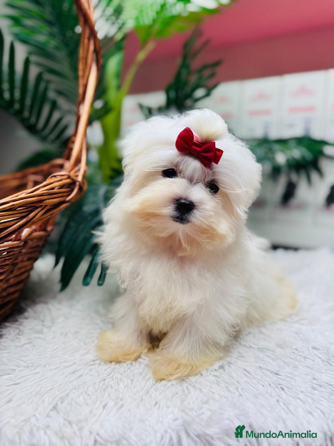 Bichón Maltés perros en venta: BICHON MALTES HEMBRA - Anuncio 13