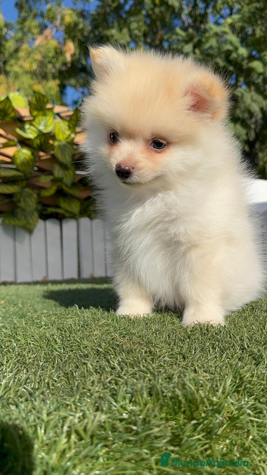 Pomerania perros en venta: POMERANIA MACHO - Imagen 3