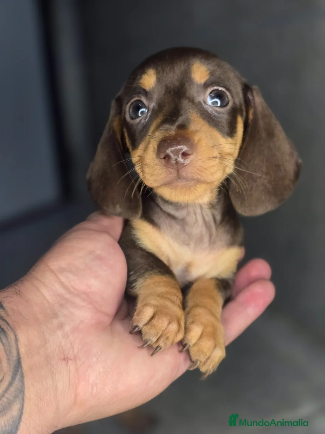 Teckel Miniatura perros en venta: Teckel chocolate preciosos - Anuncio 2