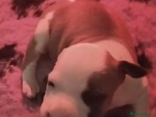 American Staffordshire-Terrier perros American staffordshire terrier - Anuncio 2