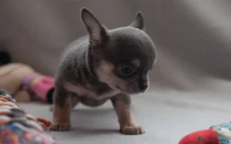Chihuahua perros en venta: chihuahuas cachorros  - Imagen 3