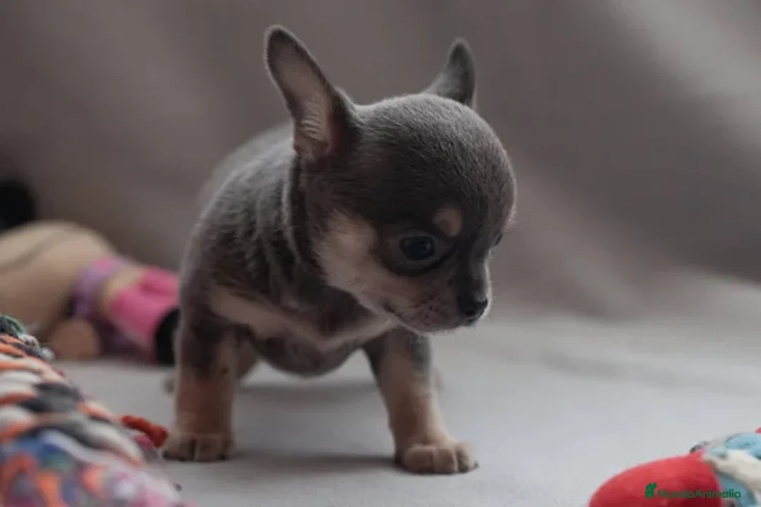 Chihuahua perros en venta: chihuahuas cachorros  - Imagen 3