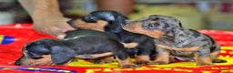 Teckel Miniatura perros en venta: Teckel miniatura ESPAÑA !!  en Ciudad Real - Anuncio 6