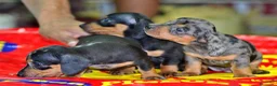 Teckel Miniatura perros en venta: Teckel miniatura ESPAÑA !!  en Ciudad Real - Anuncio 6