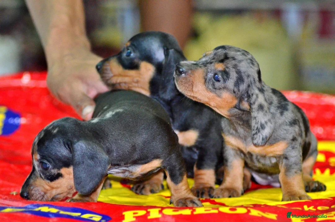 Teckel Miniatura perros en venta: Teckel miniatura ESPAÑA !!  en Ciudad Real - Anuncio 6