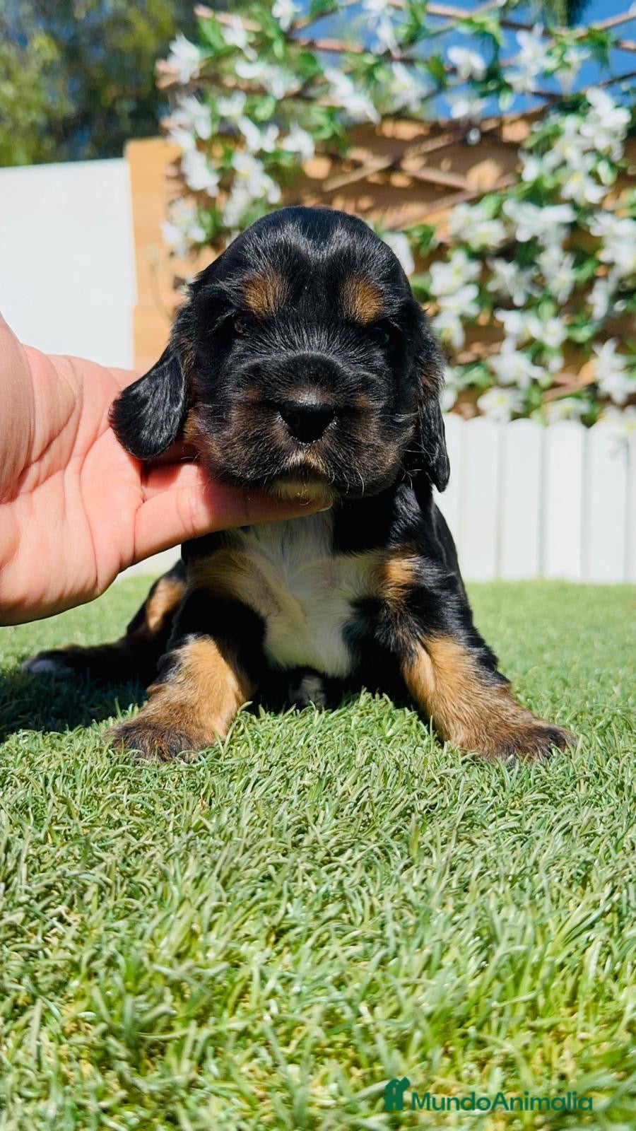Cocker Spaniel Inglés perros en venta: COCKER SPANIEL INGLÉS  - Anuncio 2