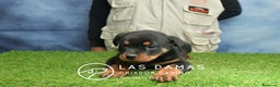 Rottweiler perros en venta: NO SON SIMPLEMENTE CACHORROS DE ROTTWEILER… - Anuncio 4