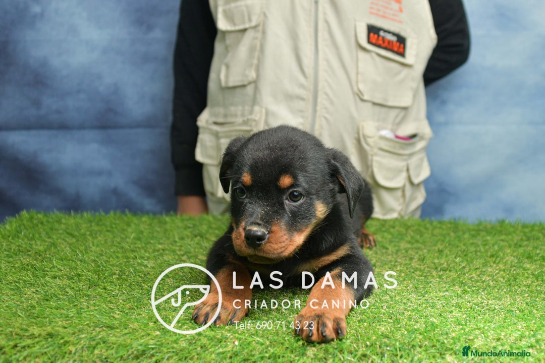 Rottweiler perros en venta: NO SON SIMPLEMENTE CACHORROS DE ROTTWEILER… - Anuncio 4
