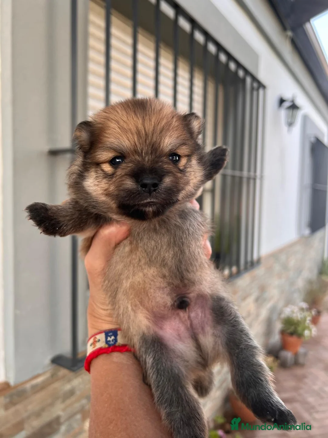 Pomerania perros en venta: Pomerania  - Anuncio 1