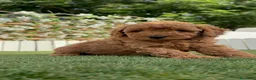 Caniche Enano perros en venta: CANICHE ENANO - Anuncio 9
