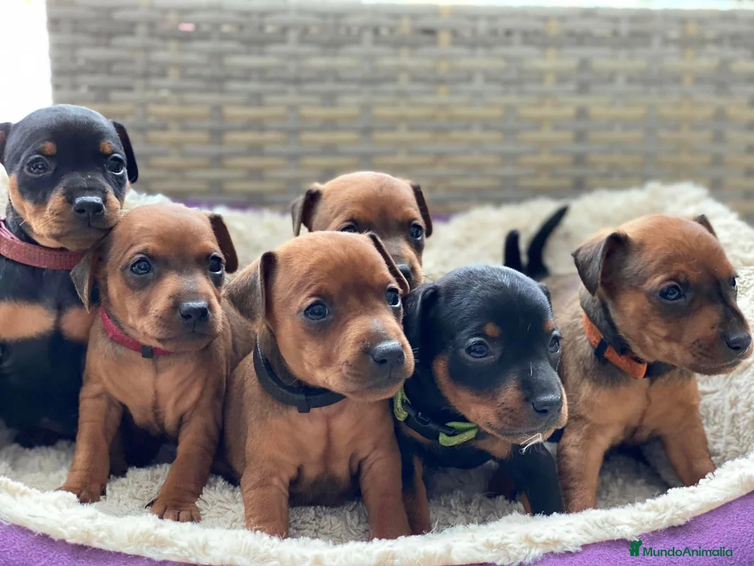 Pinscher Miniatura perros en venta: Pinscher mini Toy  en Ciudad Real - Anuncio 5