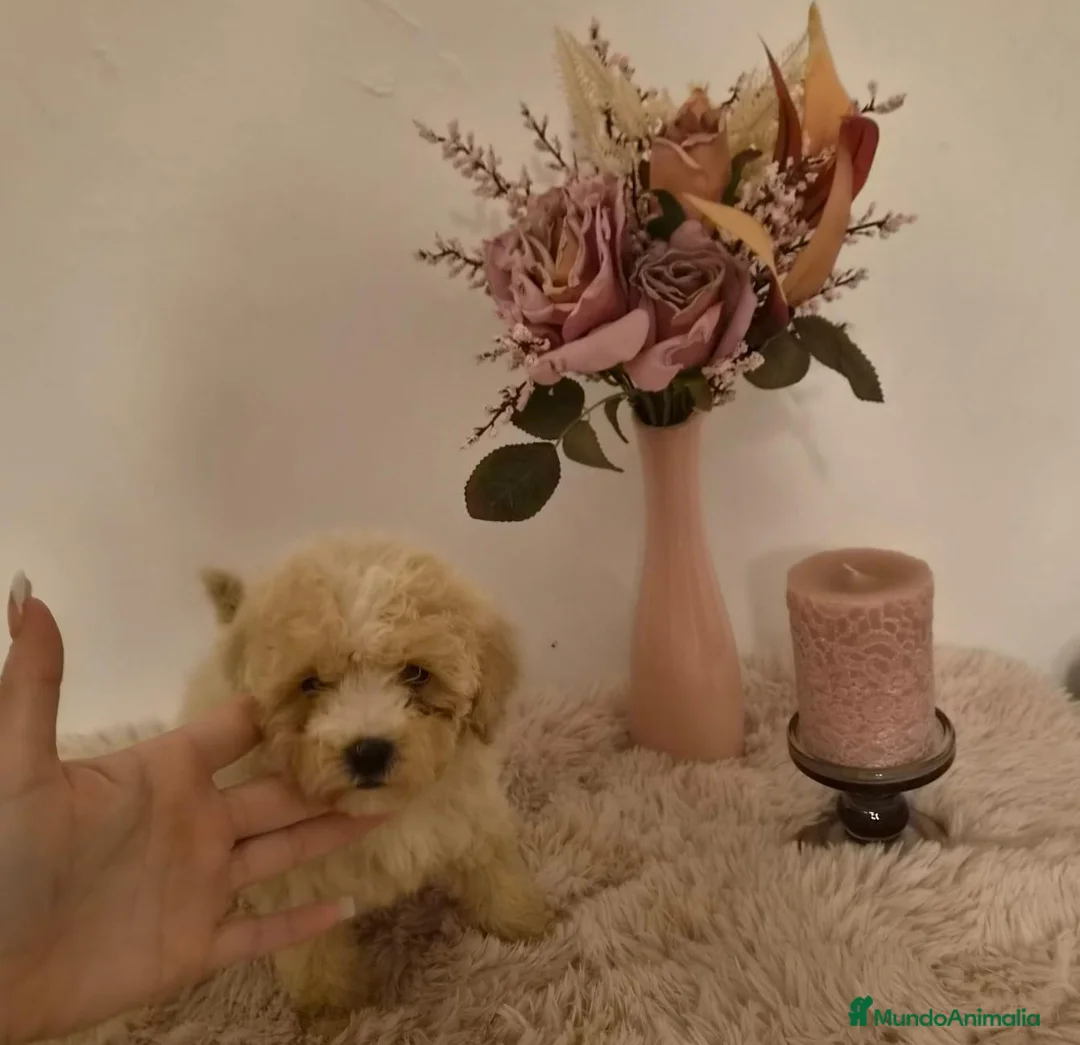Maltipoo perros en venta: Maltipoo  - Anuncio 2