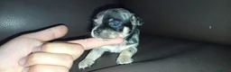 Chihuahua perros en venta: Chihuahuas toy - Anuncio 2